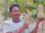 Labu Madu Berhasil dibudidayakan scaled 1