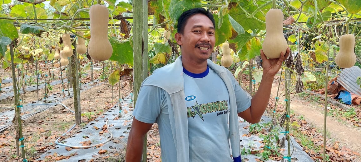 Petani Muda Sangatta Berhasil Budidayakan Labu Madu Petani Muda Sangatta Berhasil Budidayakan Labu Madu