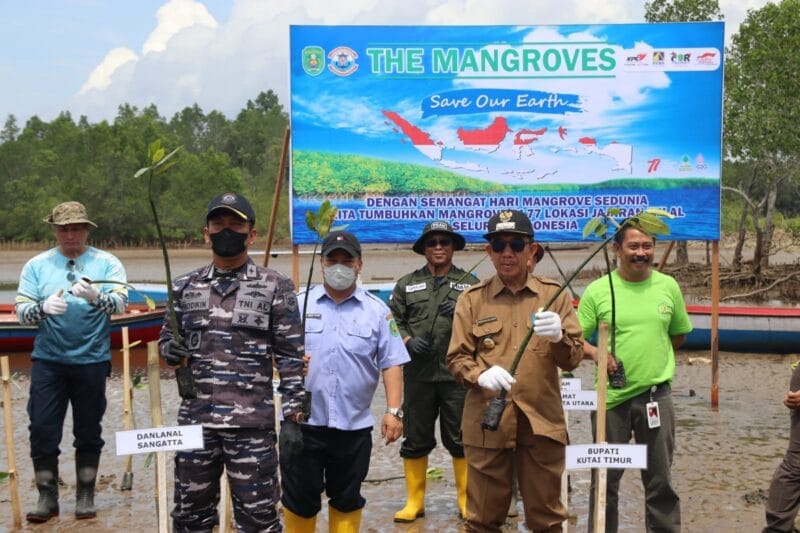 mangrove 1