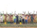 bupati panen padi organik